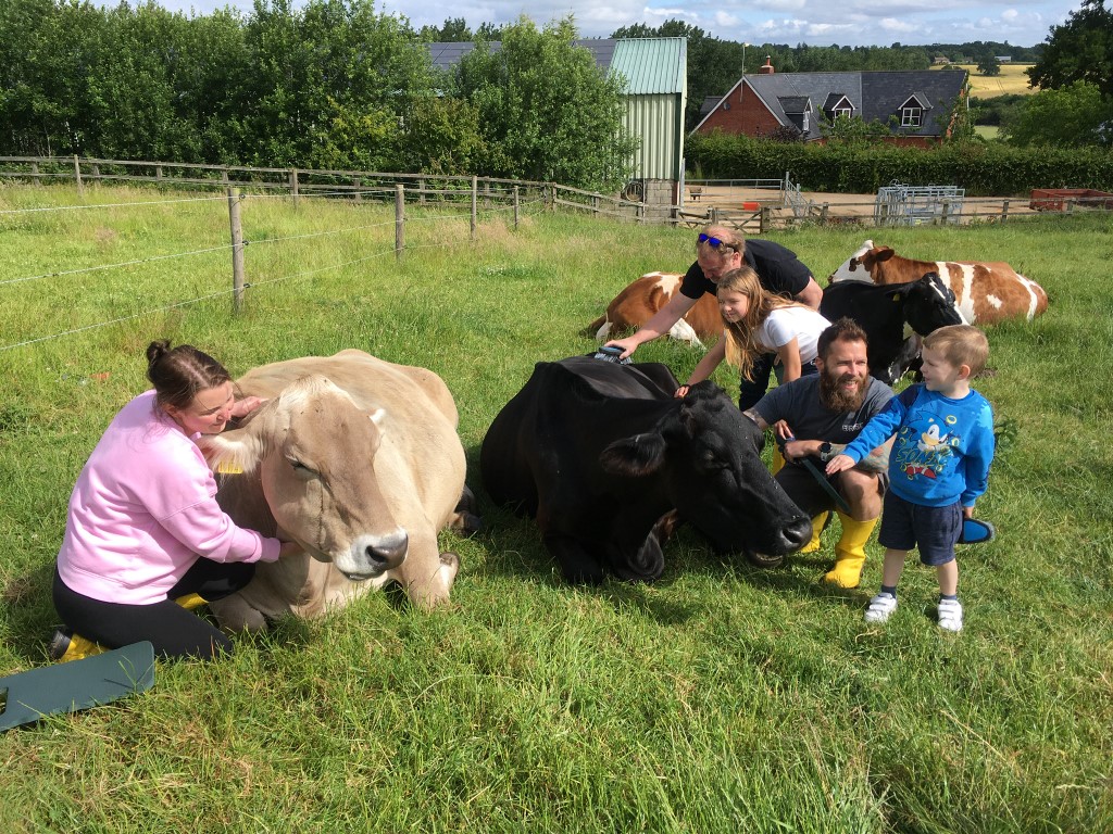 Cow Cuddling & Brushing