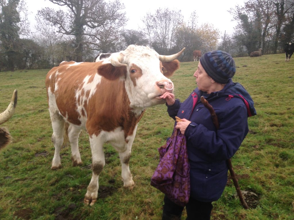 Cow Feeding & Hand-Milking