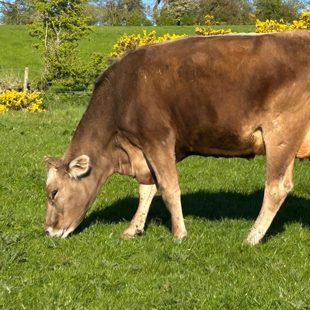 Rani